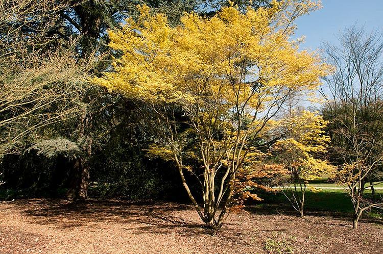 Acer palmatum 'Katsura', Japanese Maple 'Katsura', Tree with fall color, Fall color, Attractive bark Tree, Golden leaves, Golden Acer, Golden Japanese Maple